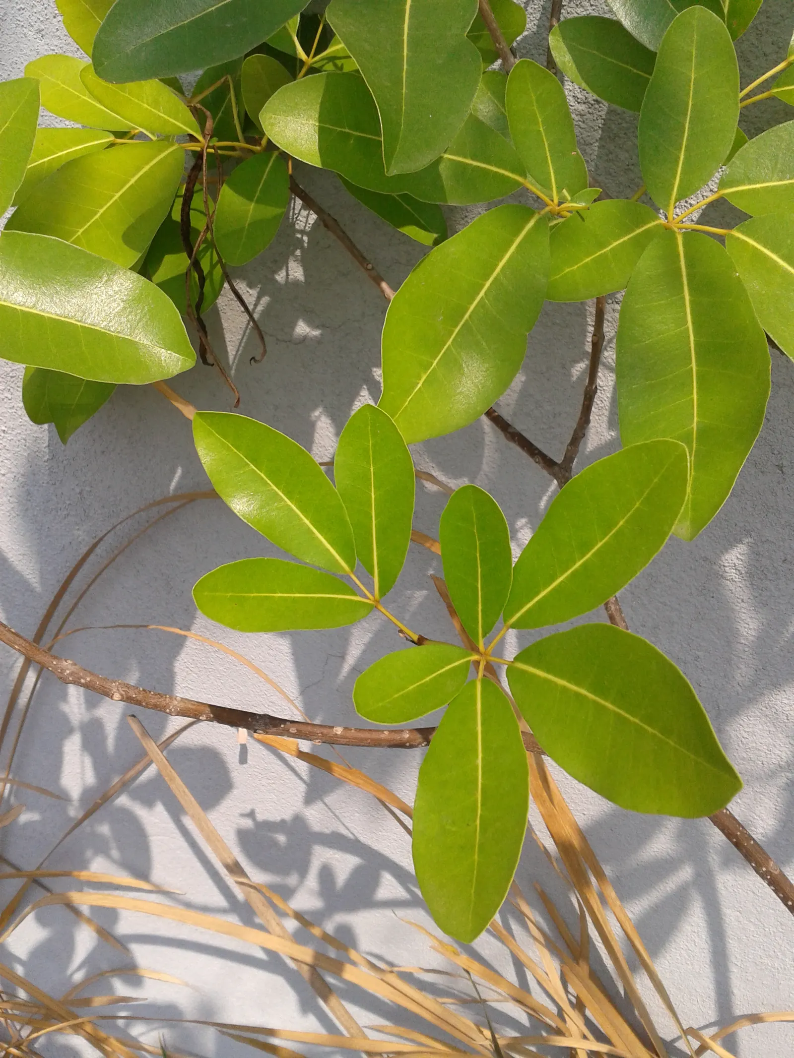 Pink Trumpet Tree (Tabebuia Impetiginosa) — tree for full or half; taking into account its eventual width to avoid overcrowding, image 102