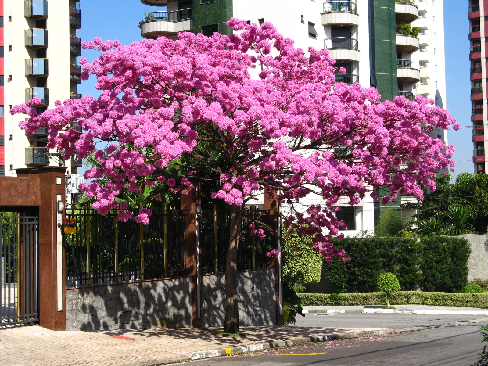 Pink Trumpet Tree (Tabebuia Impetiginosa) — Reaching up to 50 feet, it displays a moderate growth rate and a spreading canopy of roughly 25 to 35, image 86
