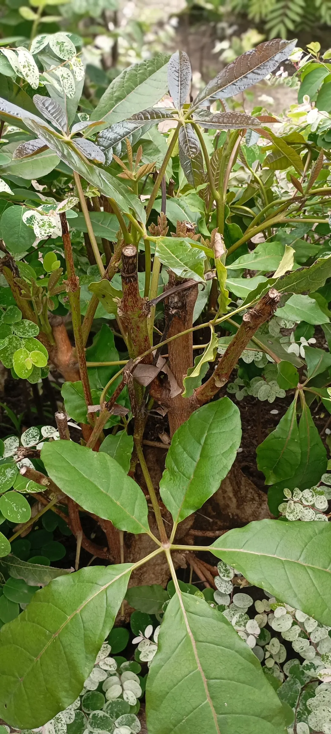 Pink Trumpet Tree (Tabebuia Impetiginosa) — this species boasts a moderate growth rate and a broad; prefers well-drained soil, full sun exposure, image 76