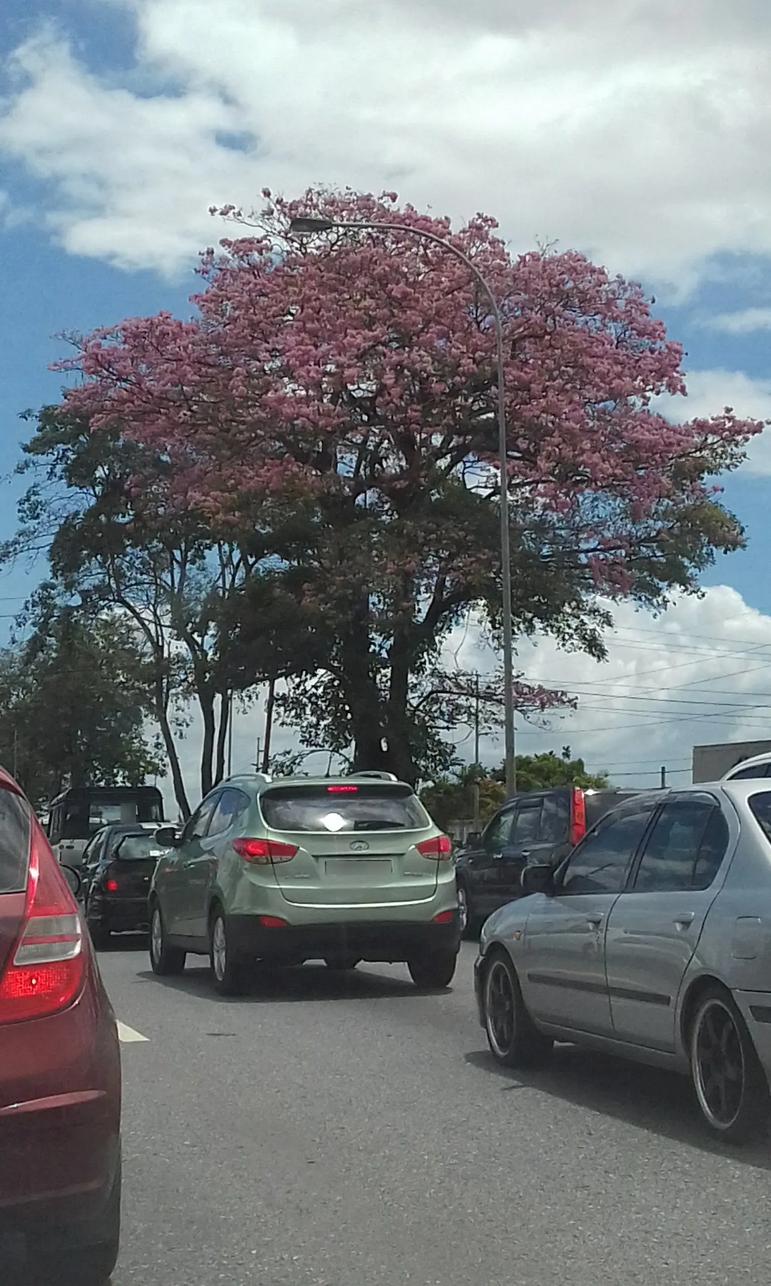 Pink Trumpet Tree (Tabebuia Impetiginosa) — Regular pruning may be necessary to maintain a strong structure, particularly when the tree is young, image 81