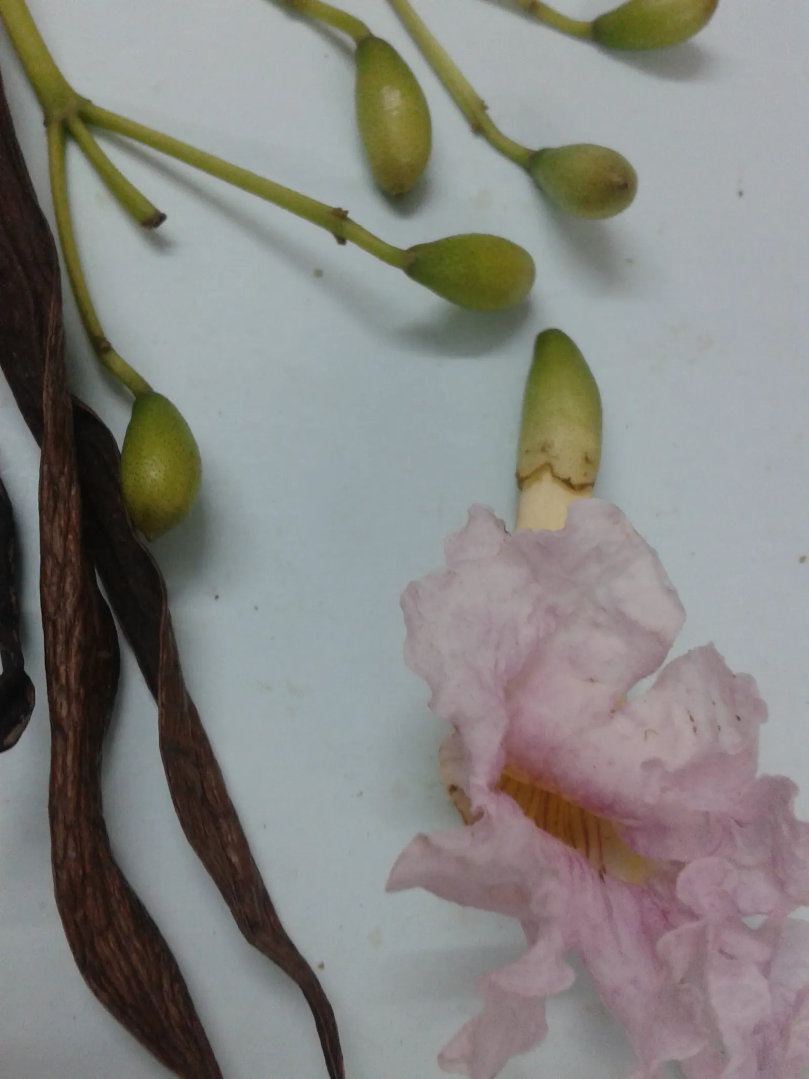 Pink Trumpet Tree (Tabebuia Impetiginosa) — Zones 9-11 are best suited for growth; this species boasts a moderate growth rate and a broad, image 106