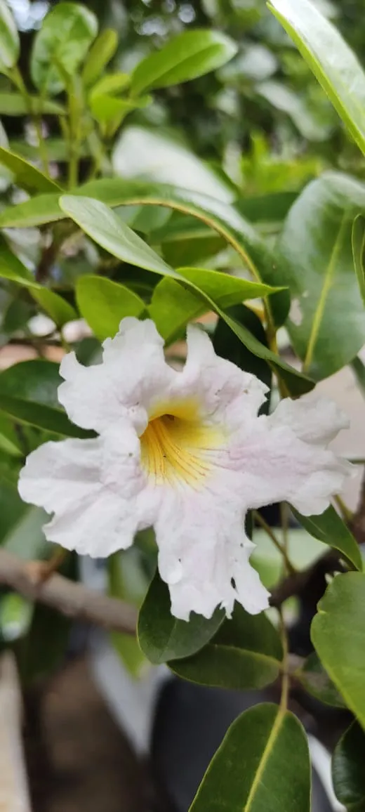 Pink Trumpet Tree (Tabebuia Impetiginosa) — Each flower spans roughly 2 to 3 inches, image 77