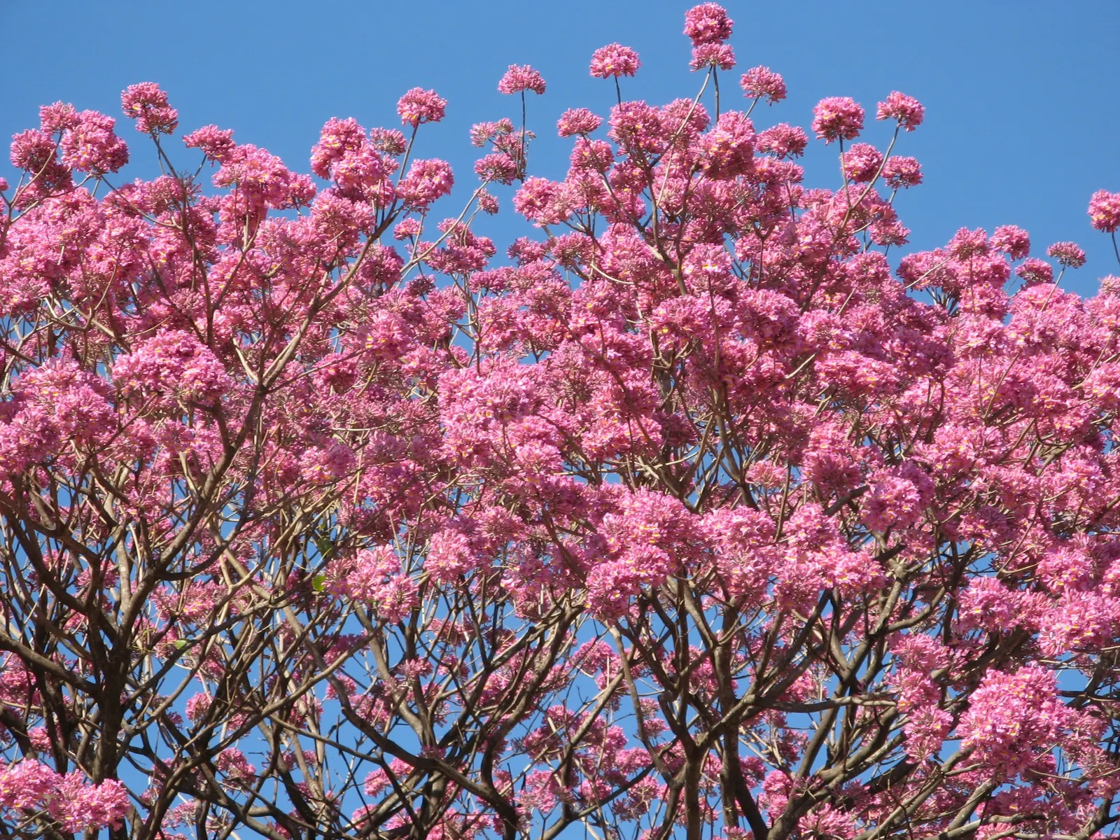 Pink Trumpet Tree (Tabebuia Impetiginosa) — scientific name Tabebuia impetiginosa; multi-colored and pink flowers in the garden, image 107