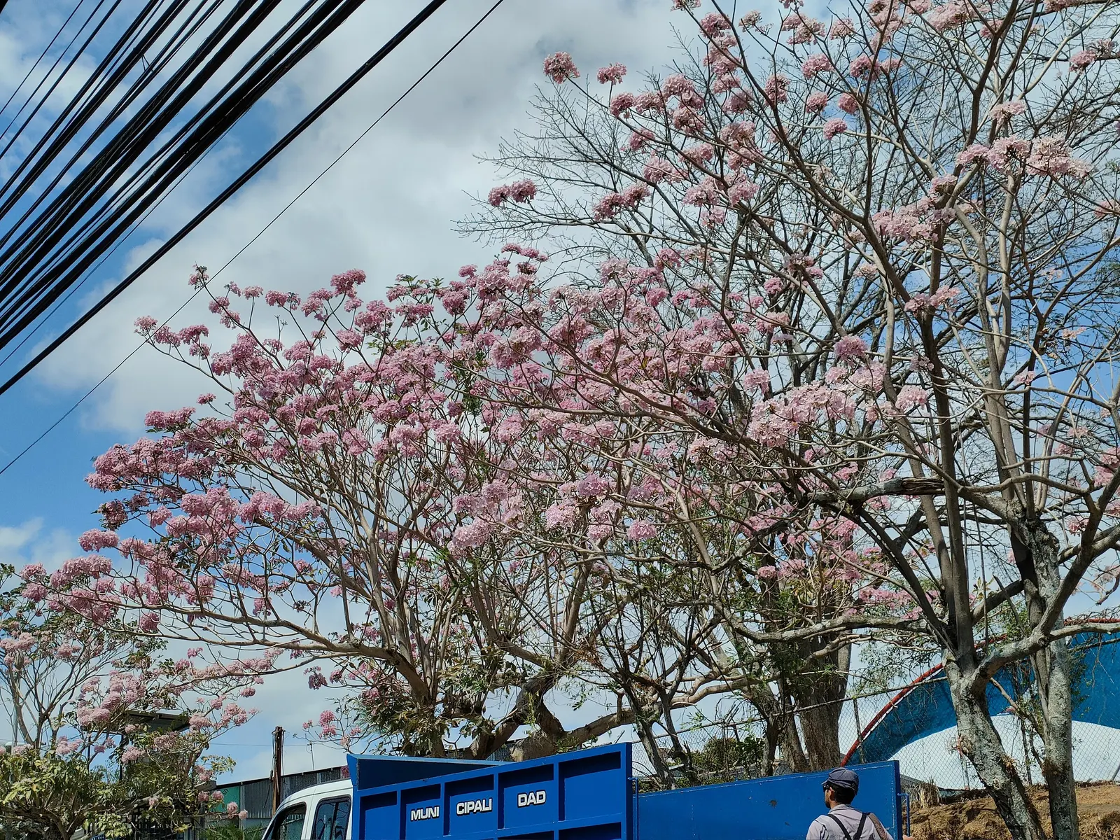 Pink Trumpet Tree (Tabebuia Impetiginosa) — Ideal for statement pieces in large areas, providing shade and spectacular seasonal color