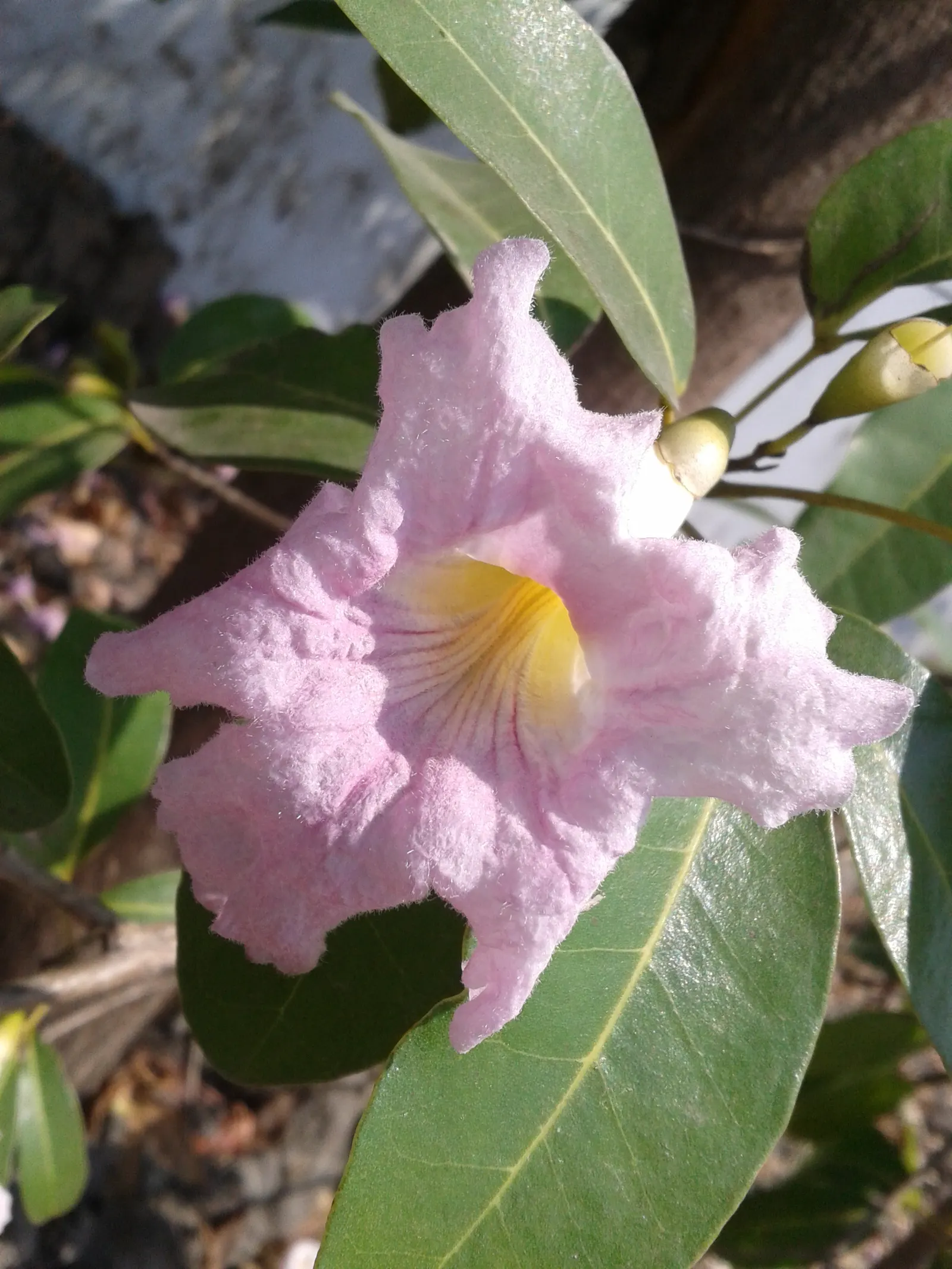Pink Trumpet Tree (Tabebuia Impetiginosa) — Ideal for statement pieces in large areas, providing shade and spectacular seasonal color; reaching up, image 105
