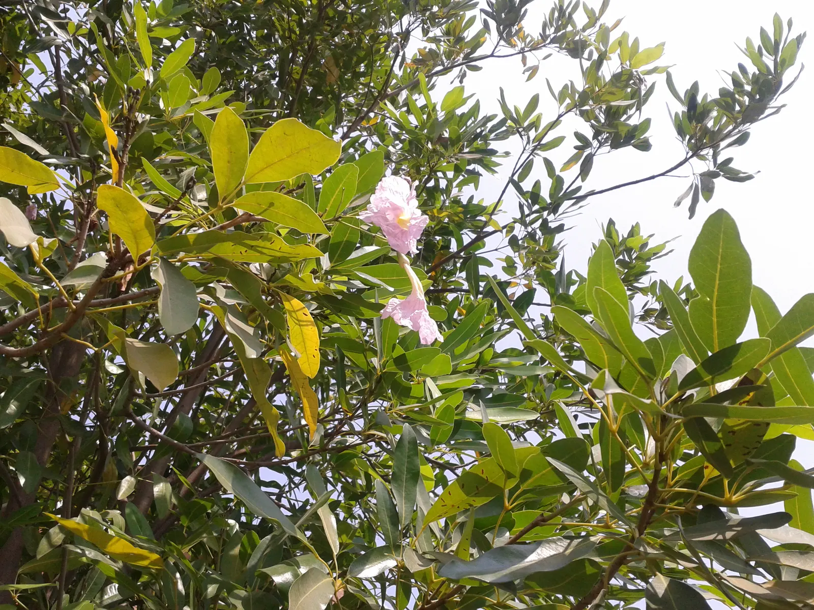 Pink Trumpet Tree (Tabebuia Impetiginosa) — taking into account its eventual width to avoid overcrowding; typically with five leaflets, image 82