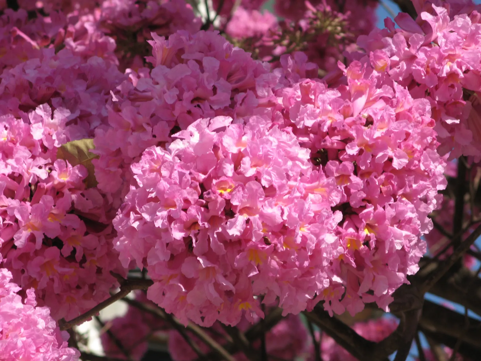 Pink Trumpet Tree (Tabebuia Impetiginosa) — taking into account its eventual width to avoid overcrowding; typically with five leaflets, image 133