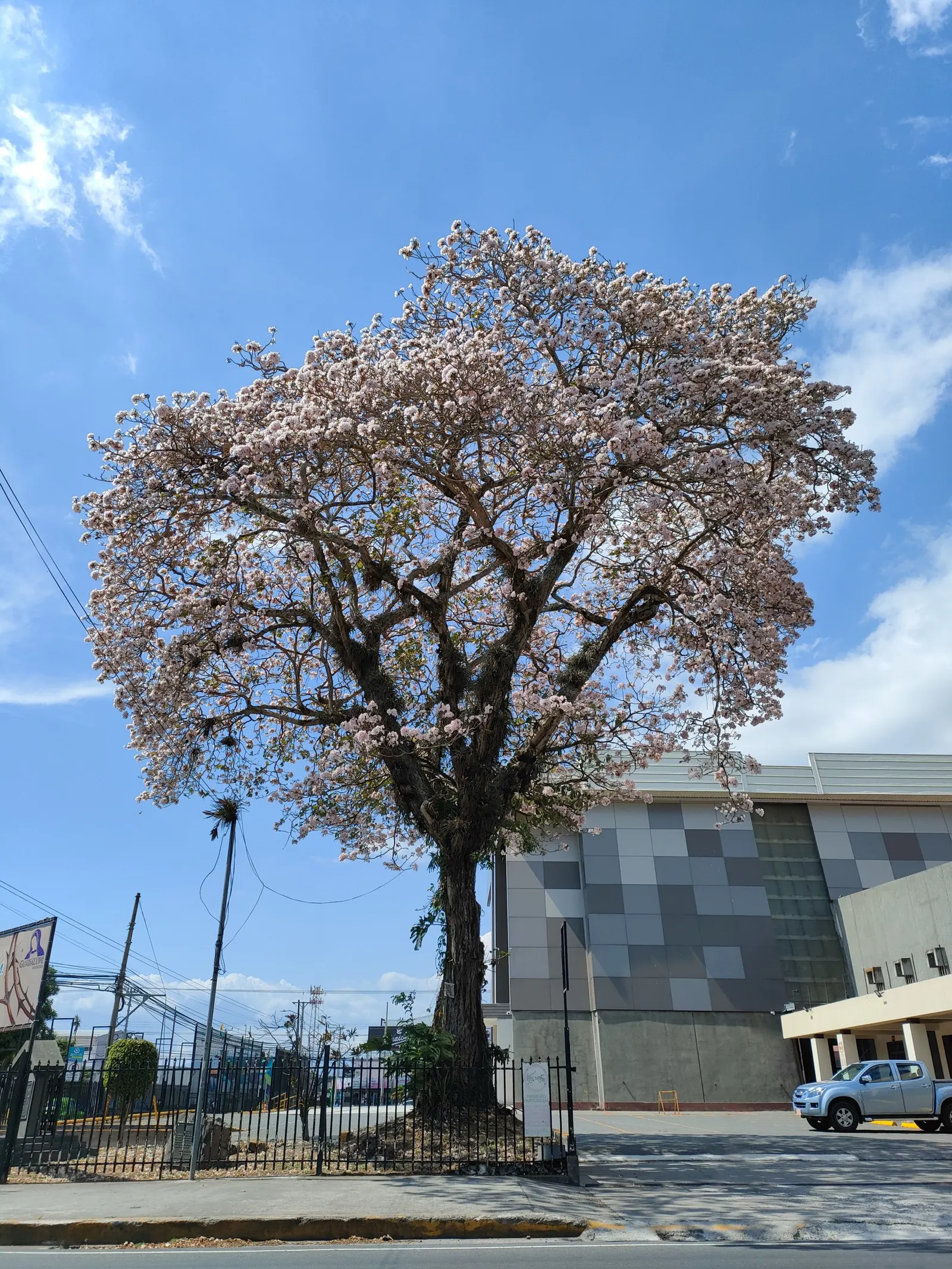 Pink Trumpet Tree (Tabebuia Impetiginosa) — typically with five leaflets; tree with multi-colored and pink blooms, image 78