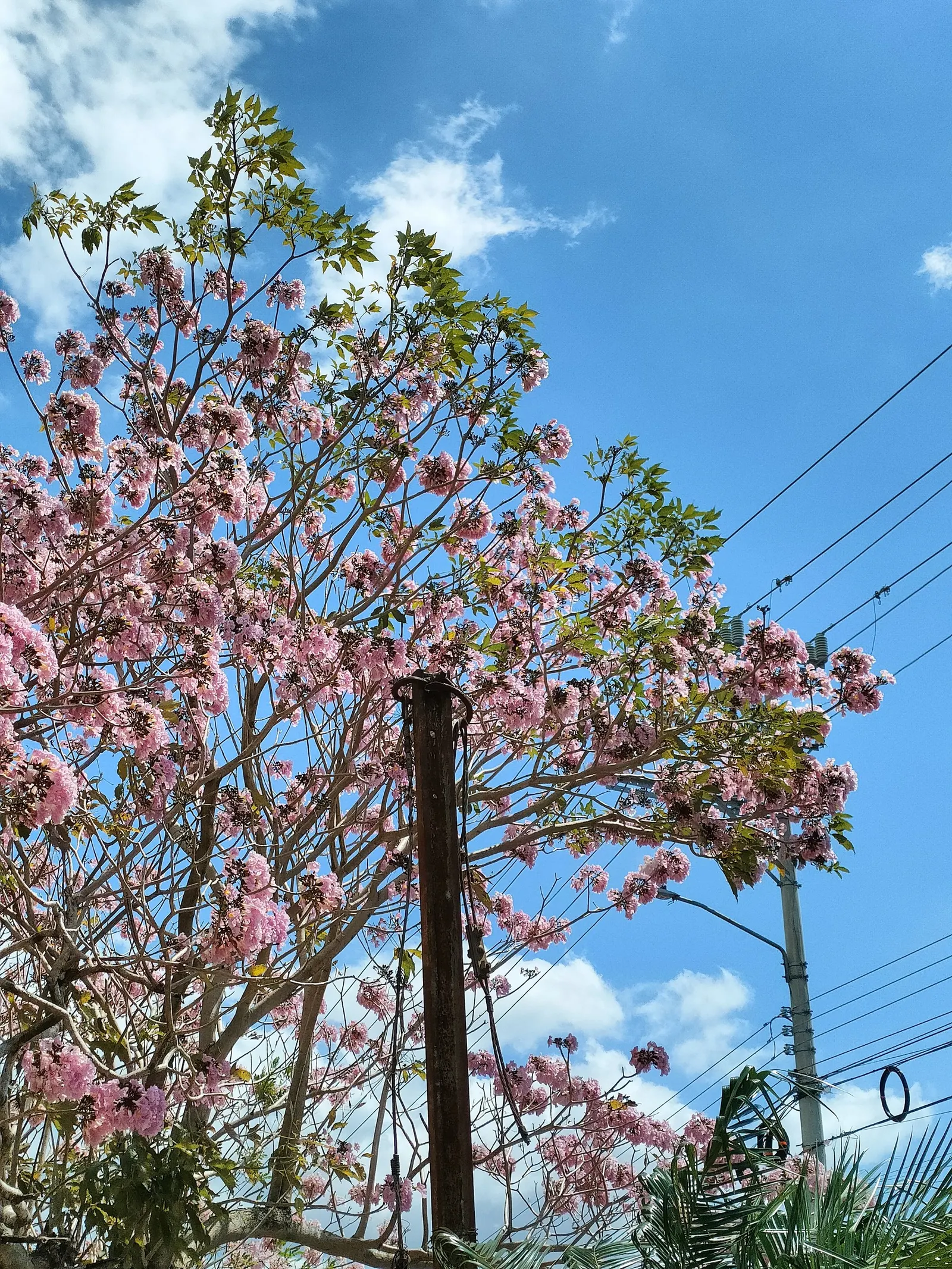 Pink Trumpet Tree (Tabebuia Impetiginosa) — It is adaptable to a wide range of soil conditions, provided that there is adequate drainage; regular, image 80