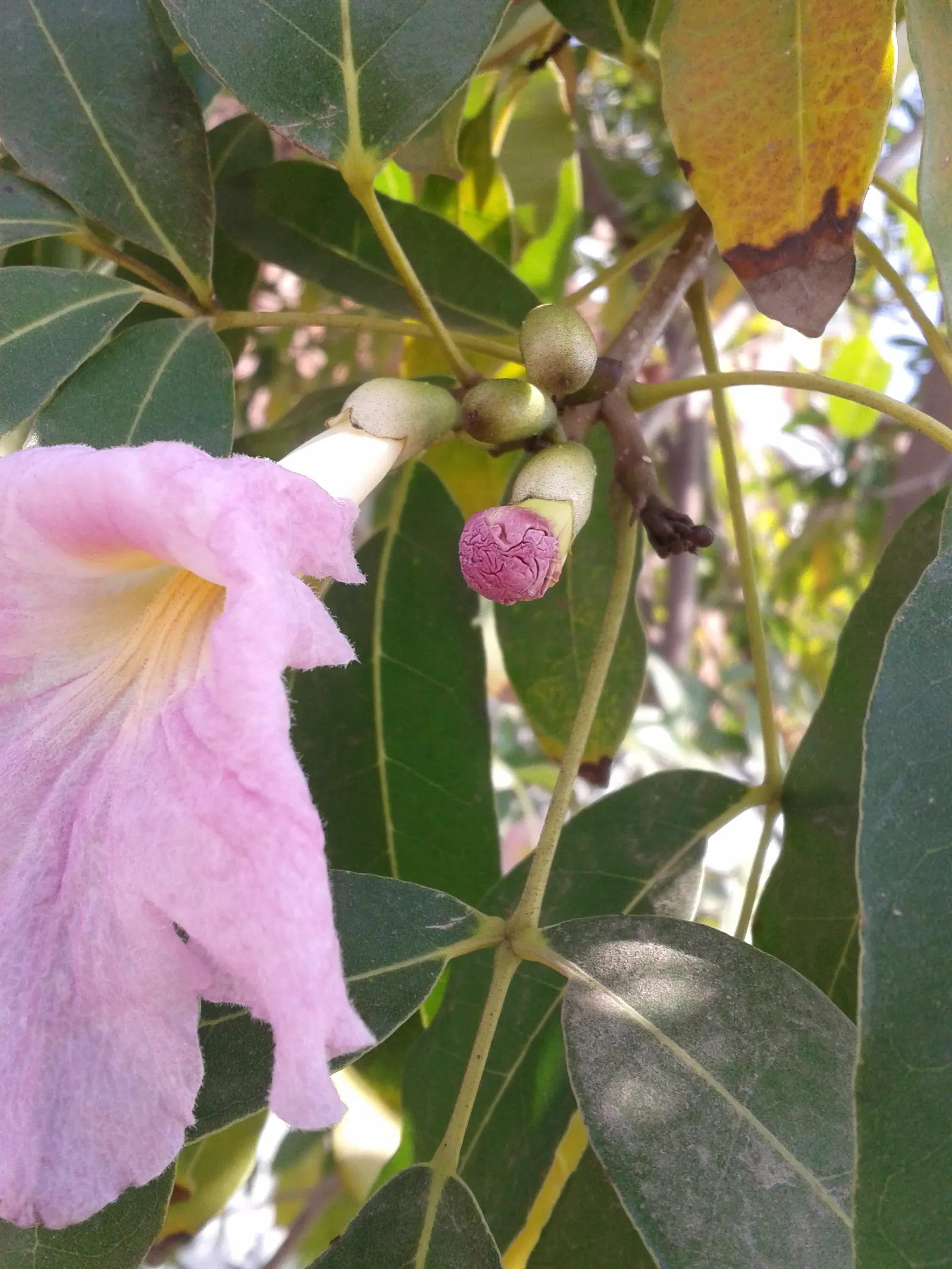 Pink Trumpet Tree (Tabebuia Impetiginosa) — scientific name Tabebuia impetiginosa; multi-colored and pink flowers in the garden, image 73