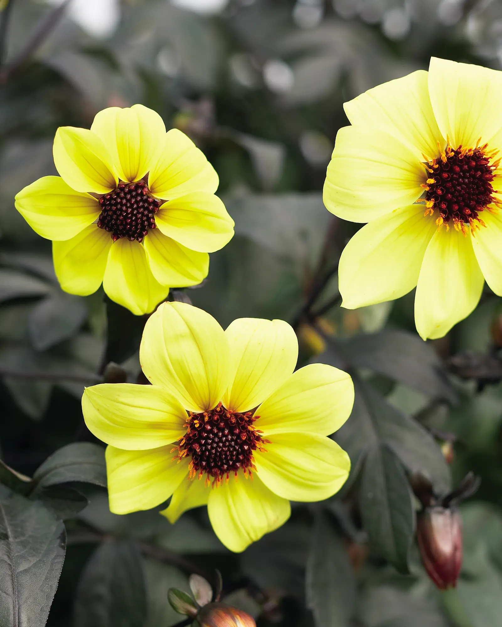 Illusion Dahlia — Deadheading Mystic Illusion dahlia will encourage additional blooming of its vibrant yellow dahlia flowers