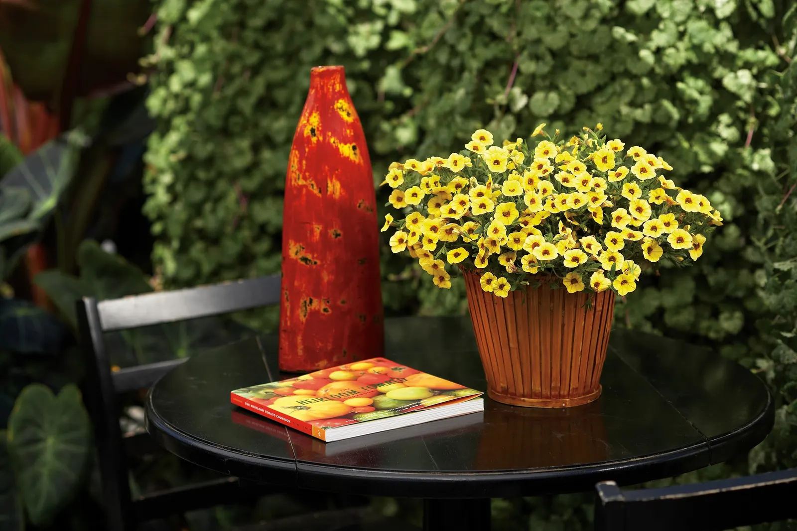 Illusion Dahlia — Showy star-shaped yellow dahlia flowers appear to jump off the dark foliage of Mystic Illusion dahlia