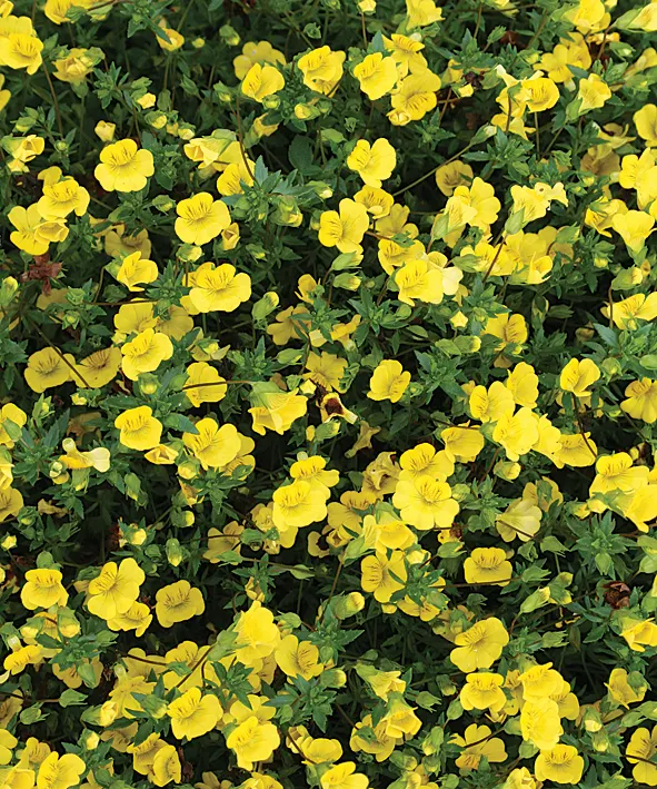GoldDust® Mecardonia — trailing annual with small green leaves covered in vivid yellow; it thrives in full sun, average soil, and regular moisture, with no