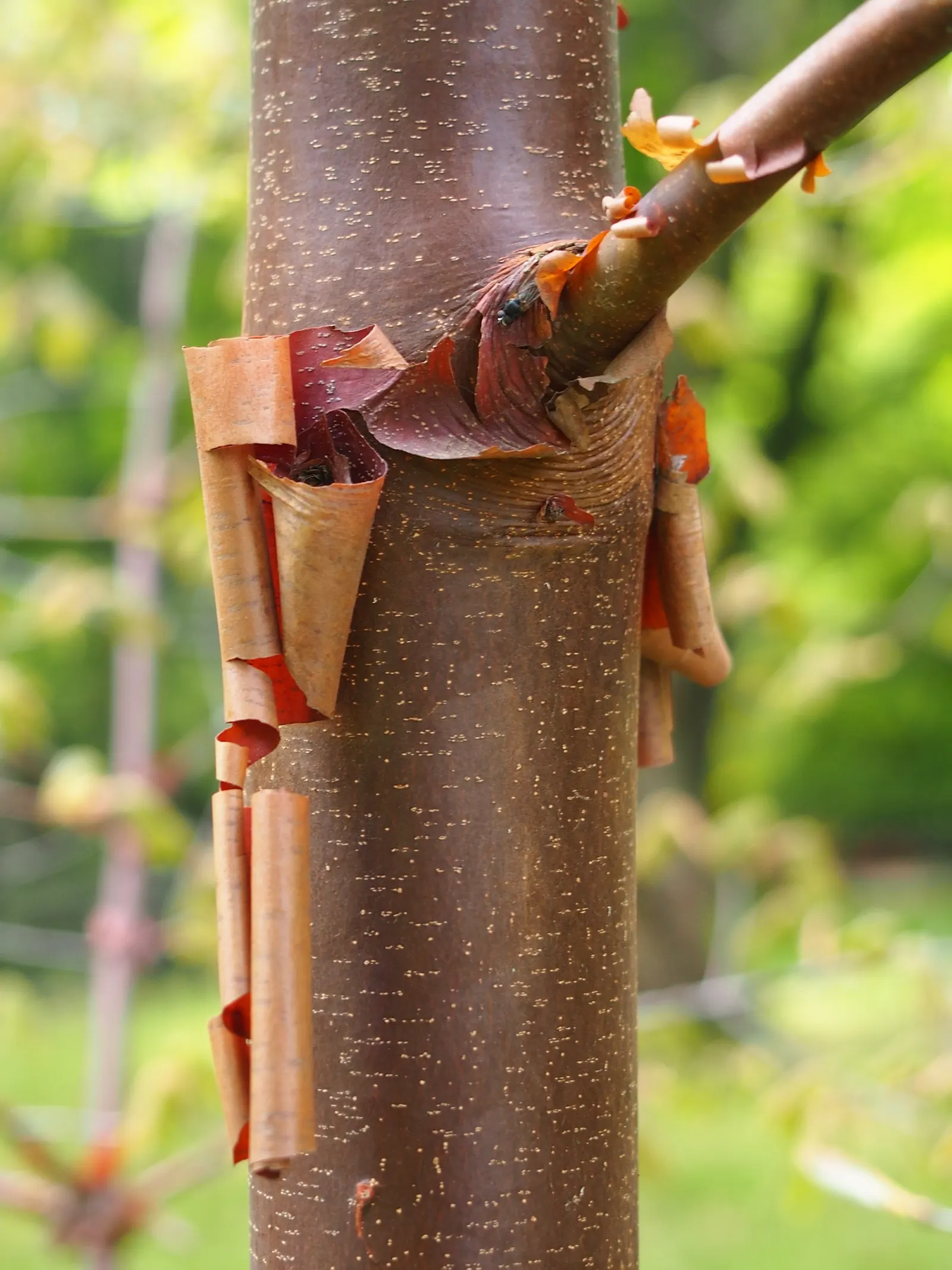 Paperbark Maple (Acer Griseum) — Slow-growing with an upright, rounded habit, it is hardy in USDA zones 4-8