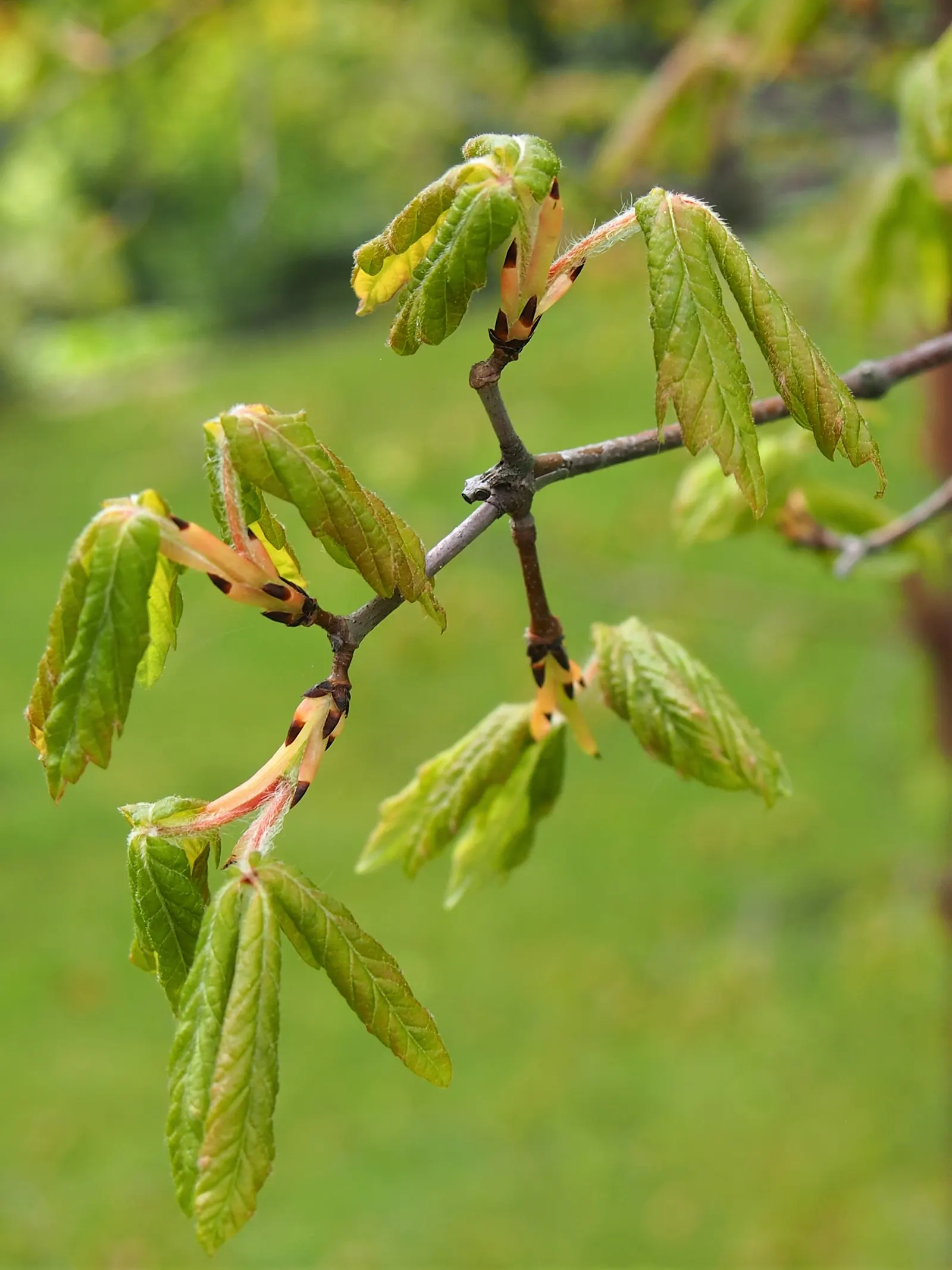 Paperbark Maple (Acer Griseum) — Its relatively modest size does not overwhelm the landscape; it is ideal for focal points in gardens, image 61