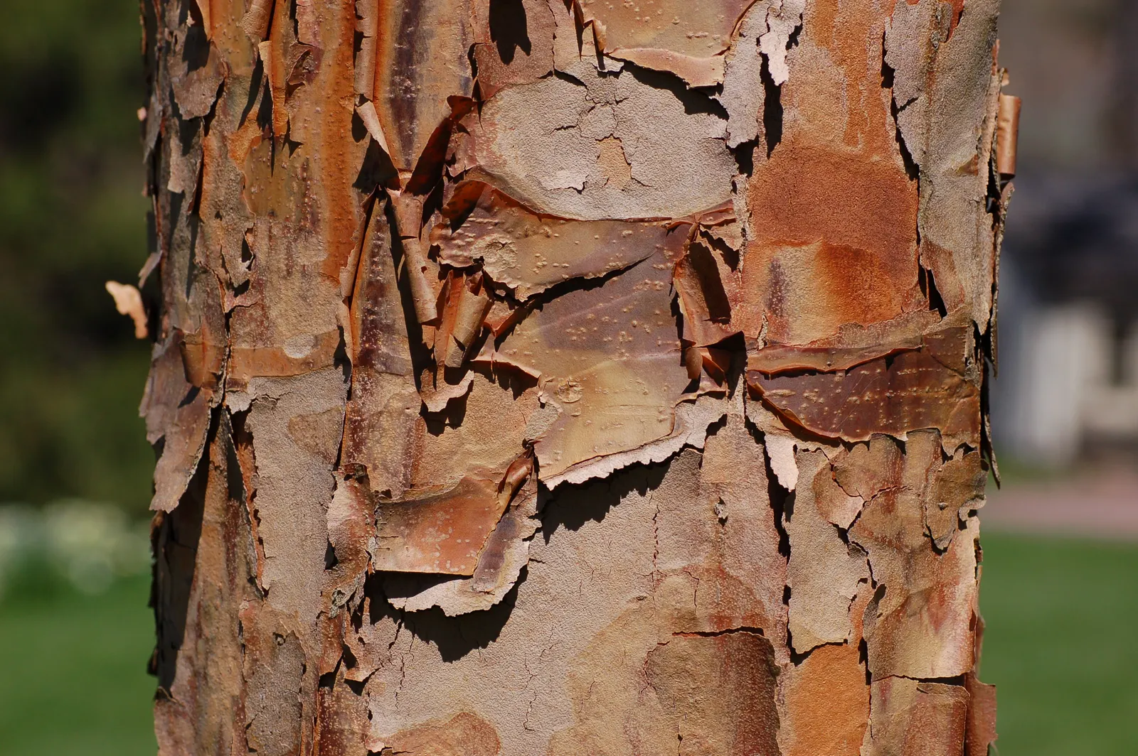 Paperbark Maple (Acer Griseum) — The leaves of the Paperbark Maple are trifoliate; consider the Paperbark Maple as a specimen tree or accent within a mixed