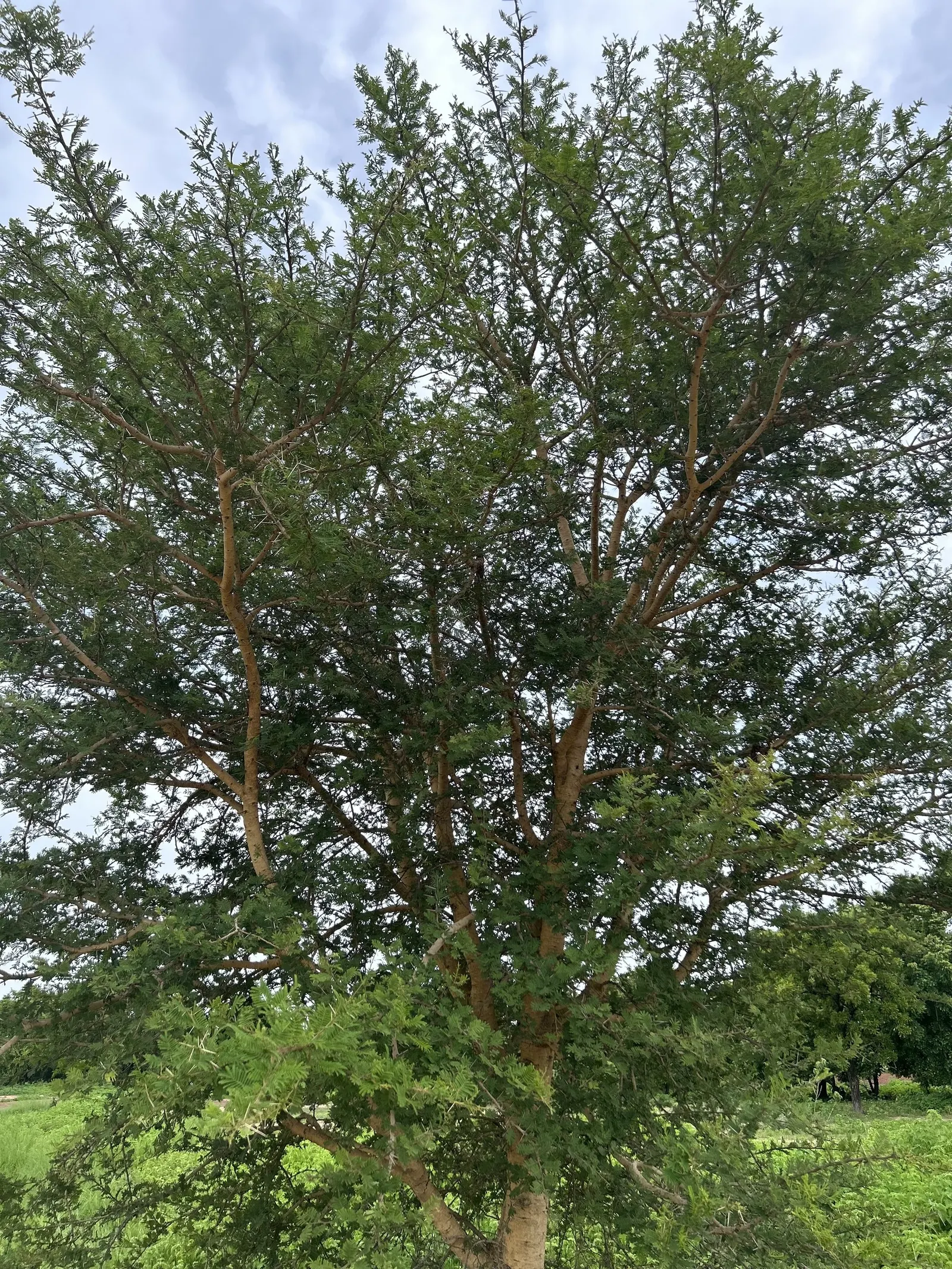 Paperbark Maple (Acer Griseum) — making it a focal point through all seasons, image 32