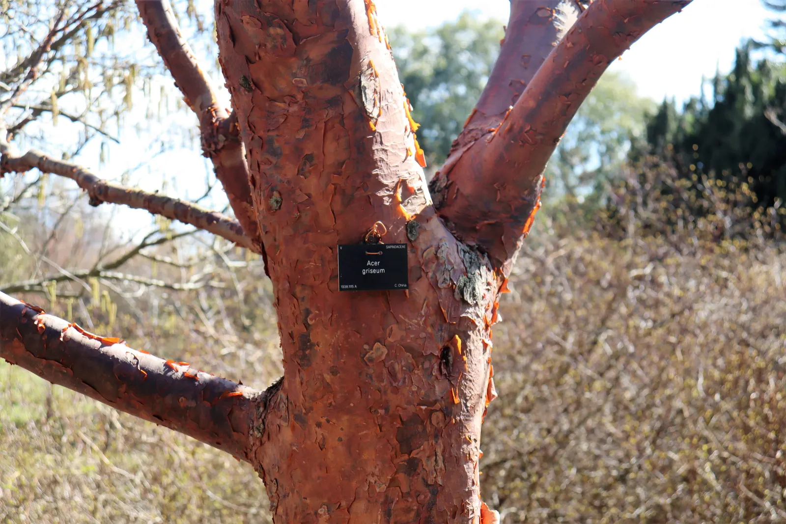 Paperbark Maple (Acer Griseum) — with each leaflet around 3 to 5 inches long