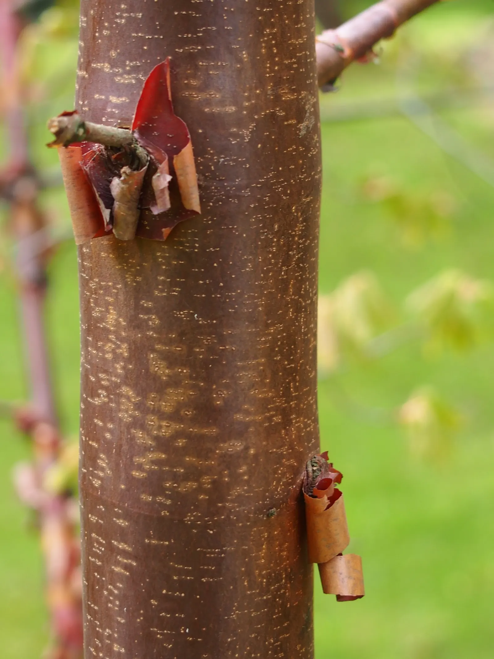 Paperbark Maple (Acer Griseum) — tree for full