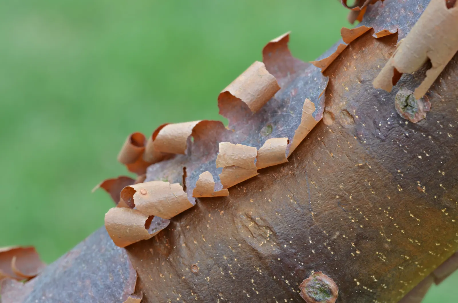 Paperbark Maple (Acer Griseum) — commonly called Paperbark Maple; it is ideal for focal points in gardens, image 43