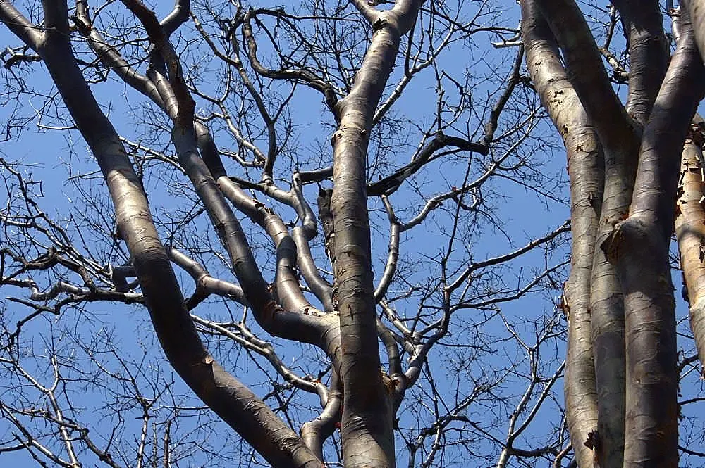 Paperbark Maple (Acer Griseum) — it is ideal for focal points in gardens, image 25