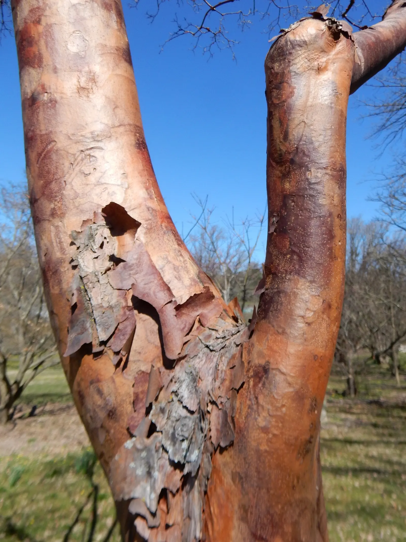 Paperbark Maple (Acer Griseum) — Slow-growing with an upright, rounded habit, it is hardy in USDA zones 4-8; consider the Paperbark Maple as a, image 48