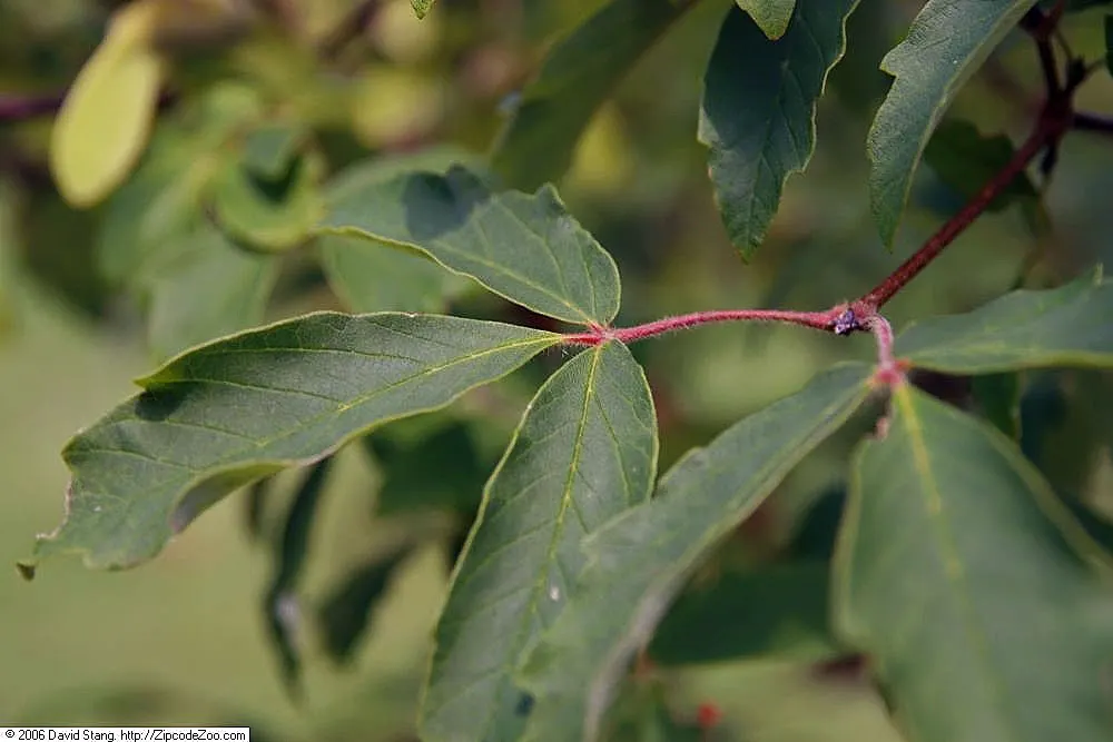 Paperbark Maple (Acer Griseum) — It is adaptable to a range of soil types, though it performs best in those that are acidic to neutral in pH; it is ideal for