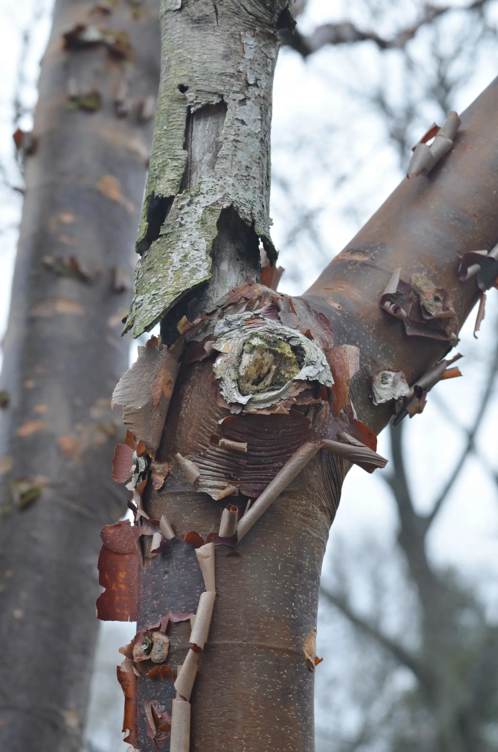 Paperbark Maple (Acer Griseum) — Its relatively modest size does not overwhelm the landscape; it is ideal for focal points in gardens