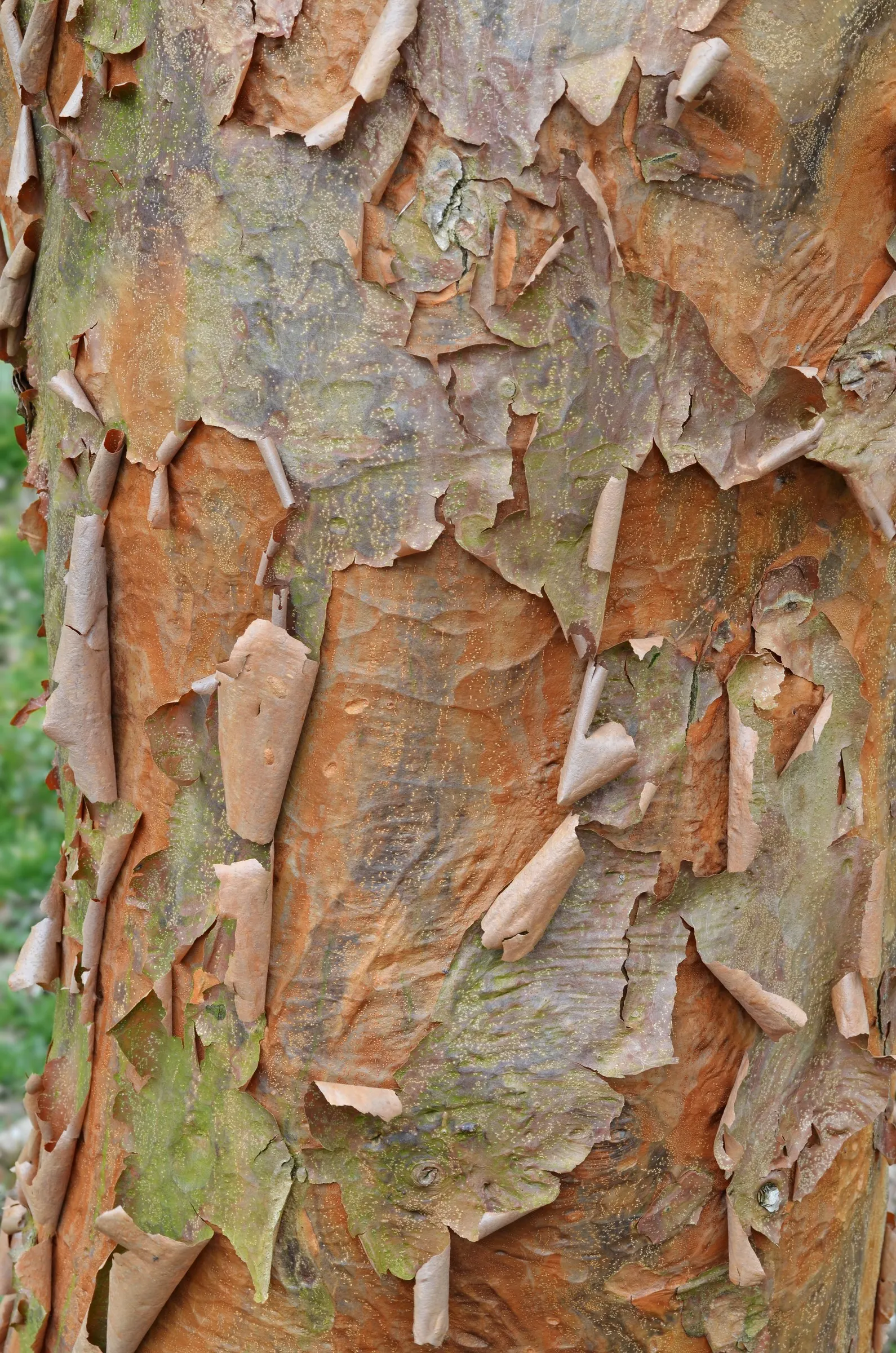 Paperbark Maple (Acer Griseum) — consider the Paperbark Maple as a specimen tree or accent within a mixed border, image 60