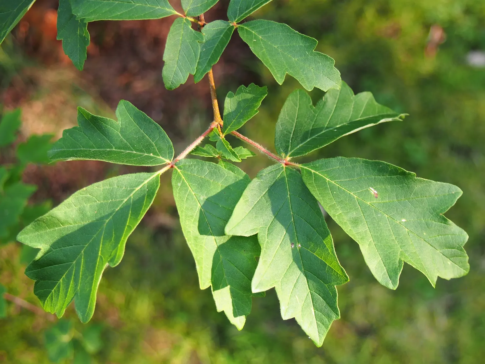 Paperbark Maple (Acer Griseum) — Prefers well-drained soil, full sun to partial shade; making it a focal point through all seasons, image 47