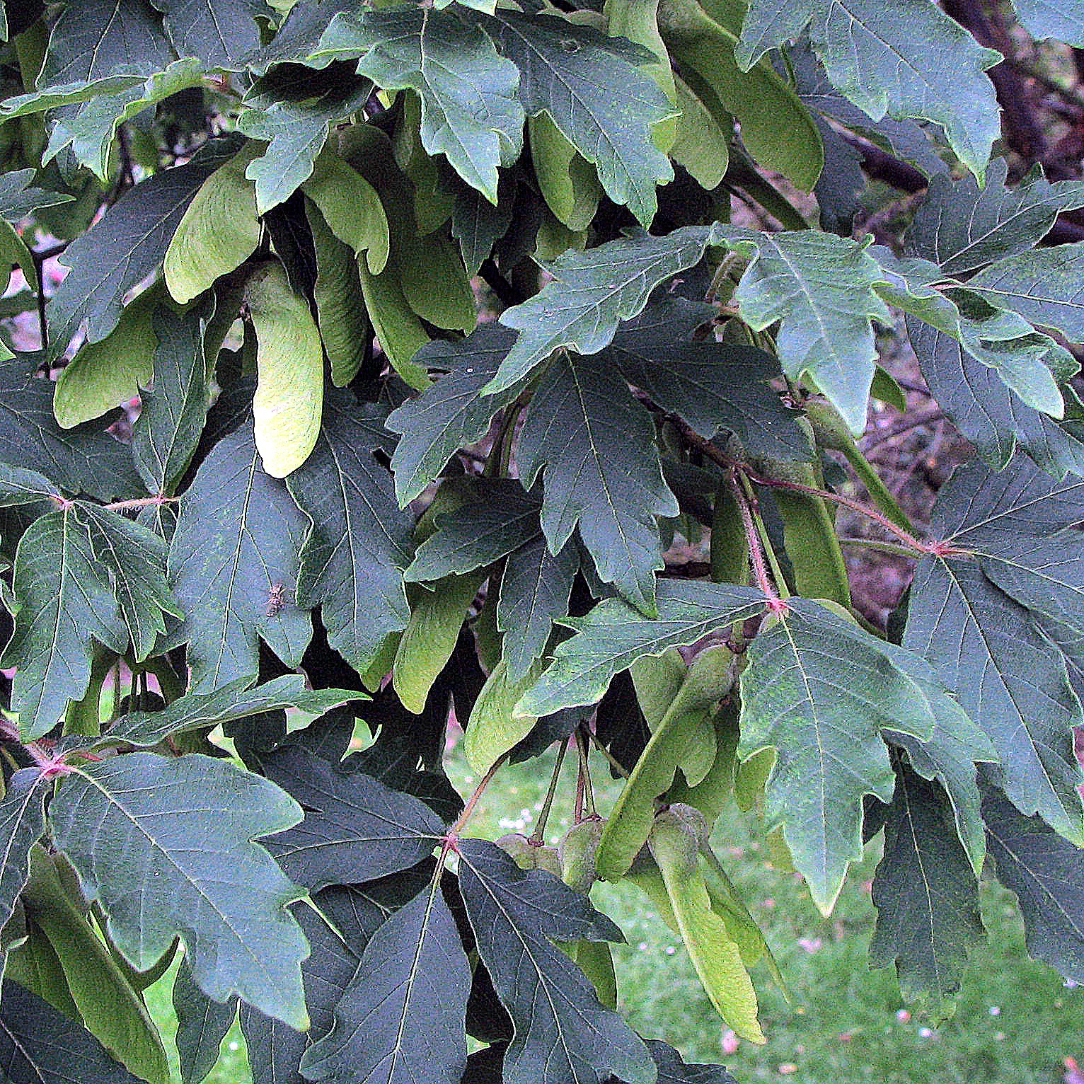Paperbark Maple (Acer Griseum) — and its year-round interest complements other plantings