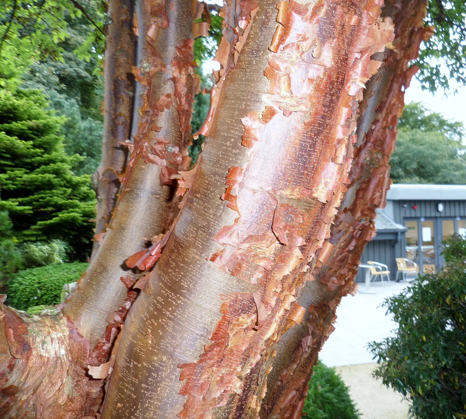 Paperbark Maple (Acer Griseum) — with each leaflet around 3 to 5 inches long; it is ideal for focal points in gardens