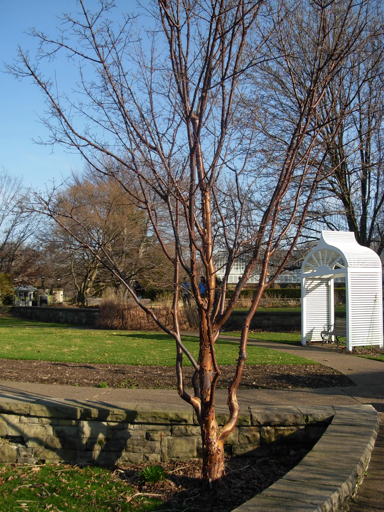 Paperbark Maple (Acer Griseum) — This striking feature presents a distinctive tactile and visual appeal in garden designs