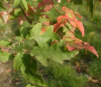 Paperbark Maple (Acer Griseum) — commonly called Paperbark Maple; it is ideal for focal points in gardens, image 64