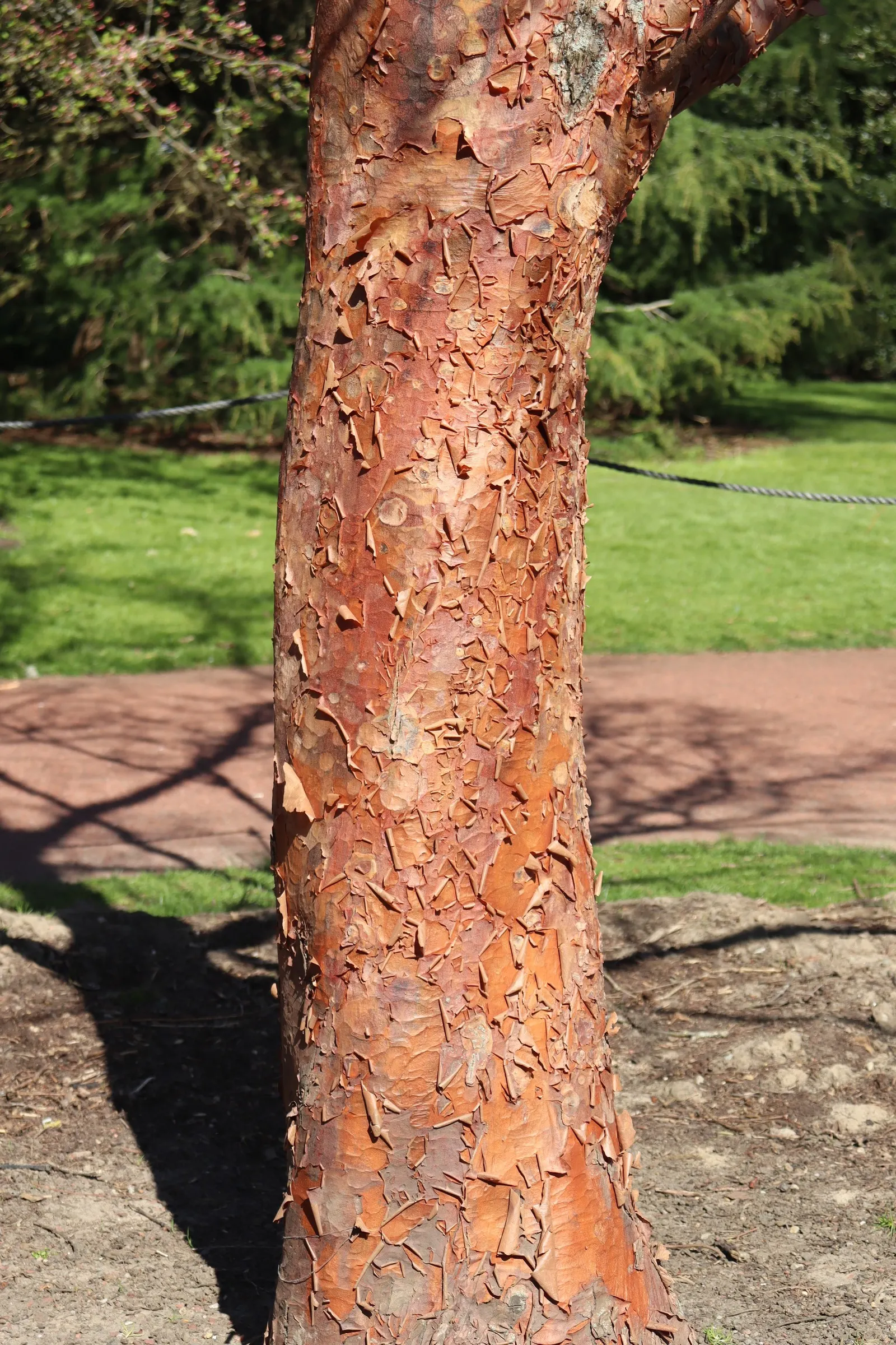 Paperbark Maple (Acer Griseum) — and its year-round interest complements other plantings; making it a focal point through all seasons