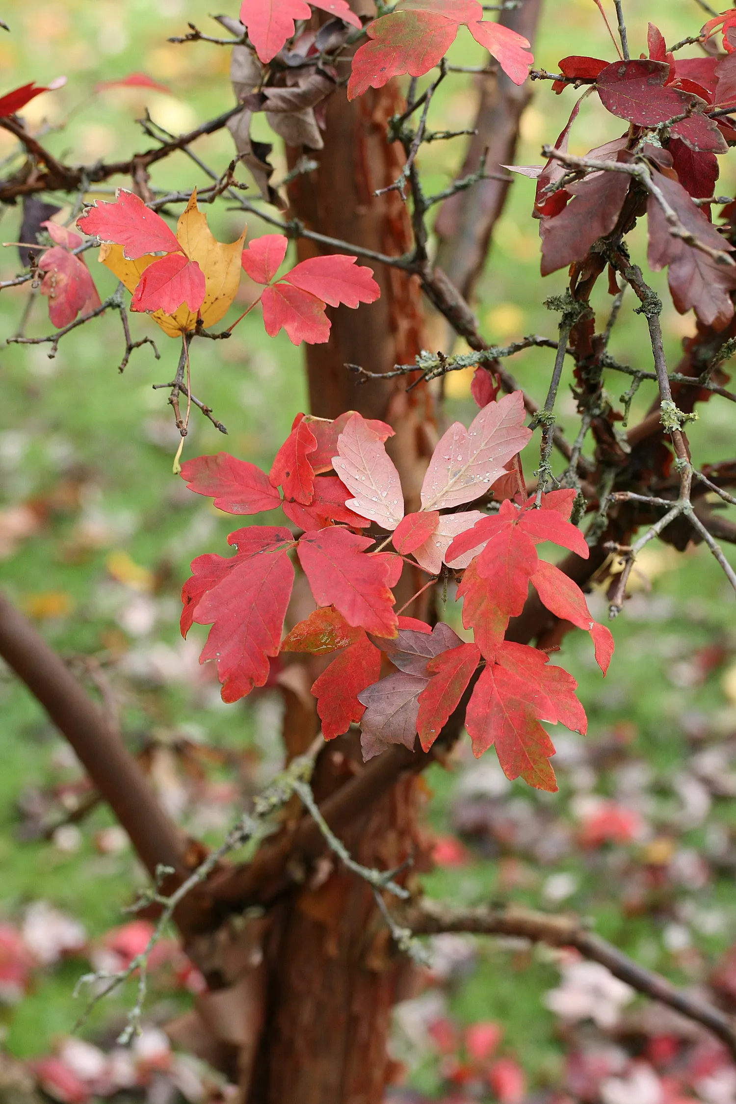 Paperbark Maple (Acer Griseum) — scientifically known as Acer griseum