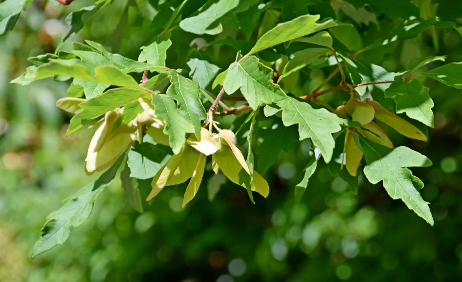 Paperbark Maple (Acer Griseum) — making it a focal point through all seasons, image 53