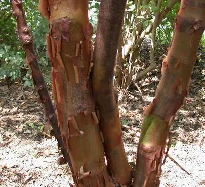 Paperbark Maple (Acer Griseum) — turning to a striking shade of red or orange in the fall.<br><br>For the landscape designer; making it a focal, image 59