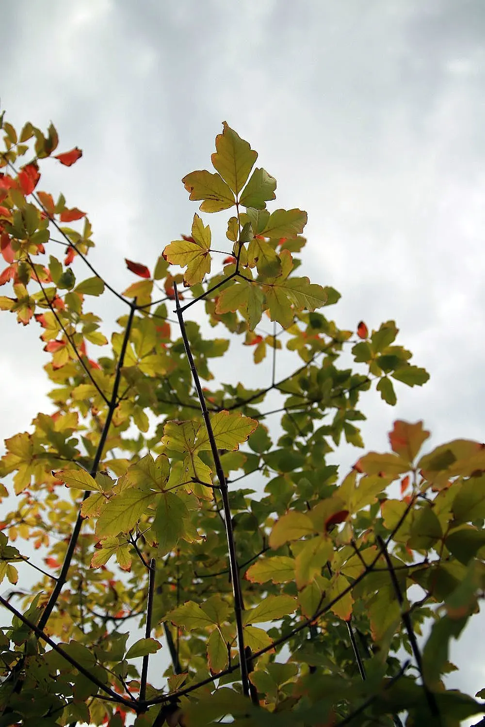 Paperbark Maple (Acer Griseum) — commonly called Paperbark Maple; it is ideal for focal points in gardens