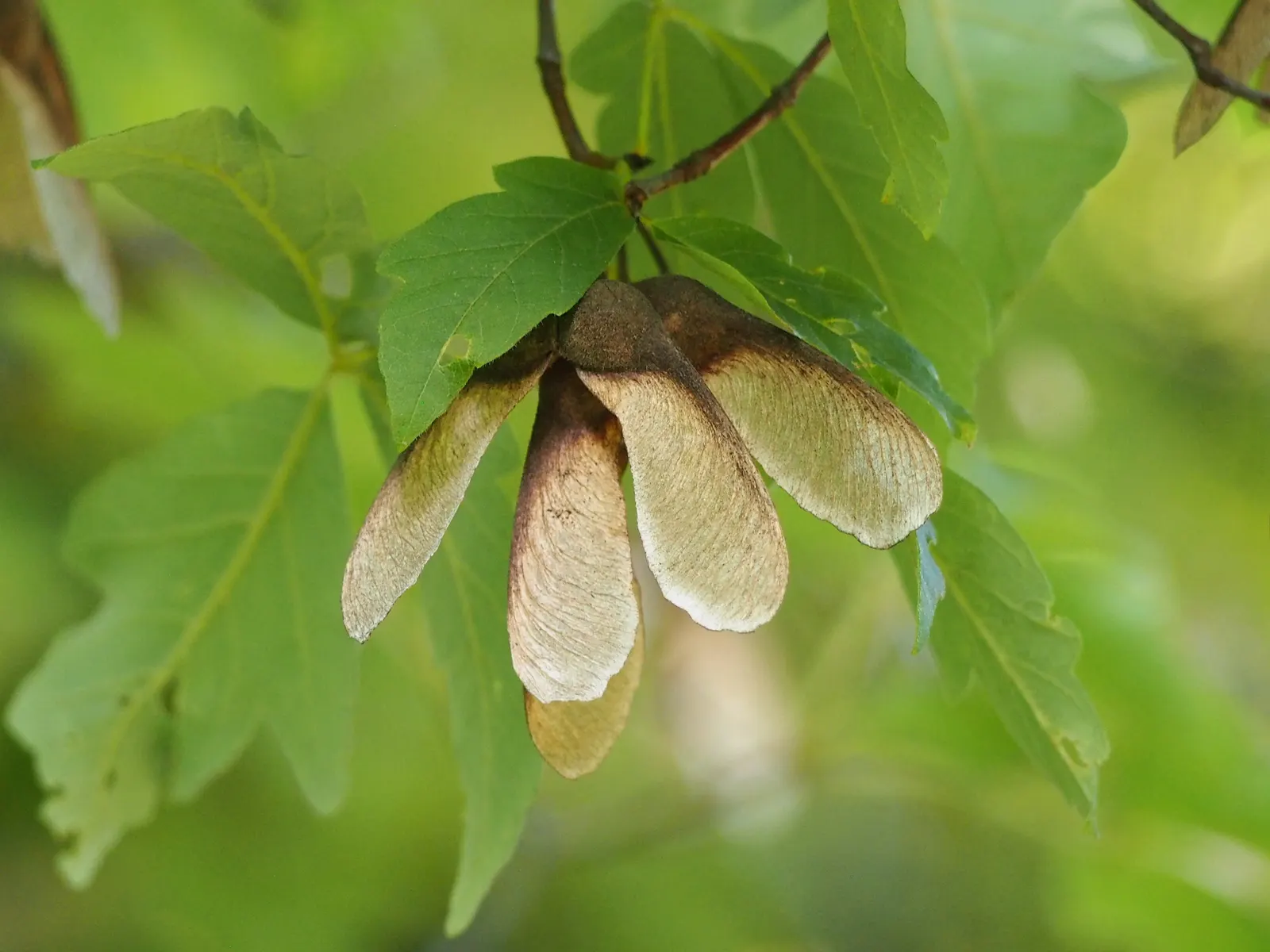 Paperbark Maple (Acer Griseum) — tree for full; consider the Paperbark Maple as a specimen tree or accent within a mixed border, image 63