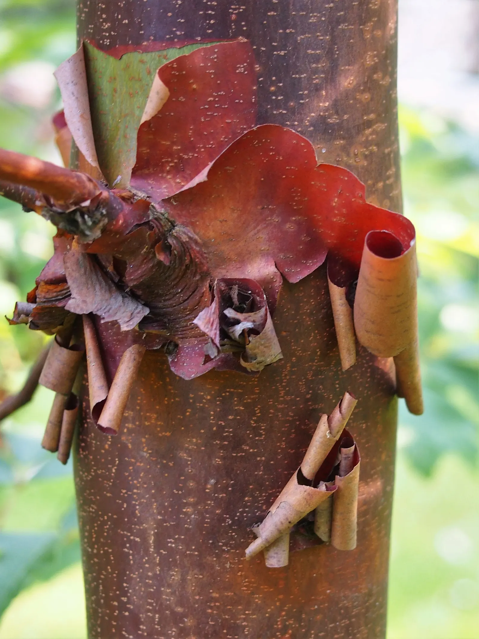 Paperbark Maple (Acer Griseum) — This striking feature presents a distinctive tactile and visual appeal in garden designs; it is ideal for focal points in