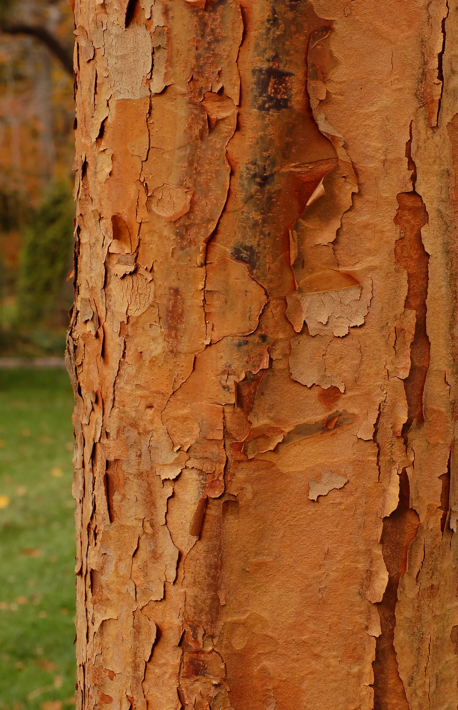 Paperbark Maple (Acer Griseum) — with each leaflet around 3 to 5 inches long; it is ideal for focal points in gardens, image 58