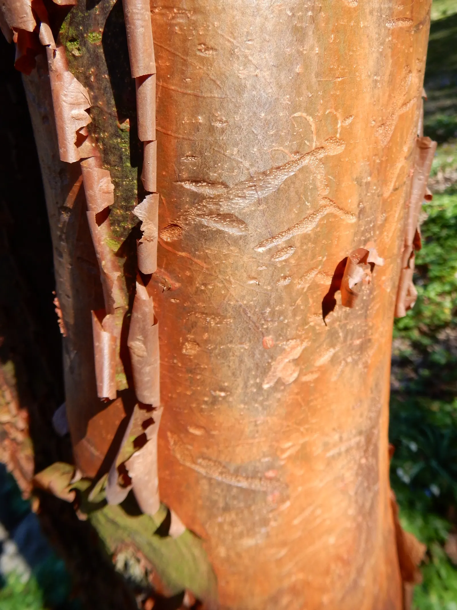 Paperbark Maple (Acer Griseum) — Prefers well-drained soil, full sun to partial shade; making it a focal point through all seasons
