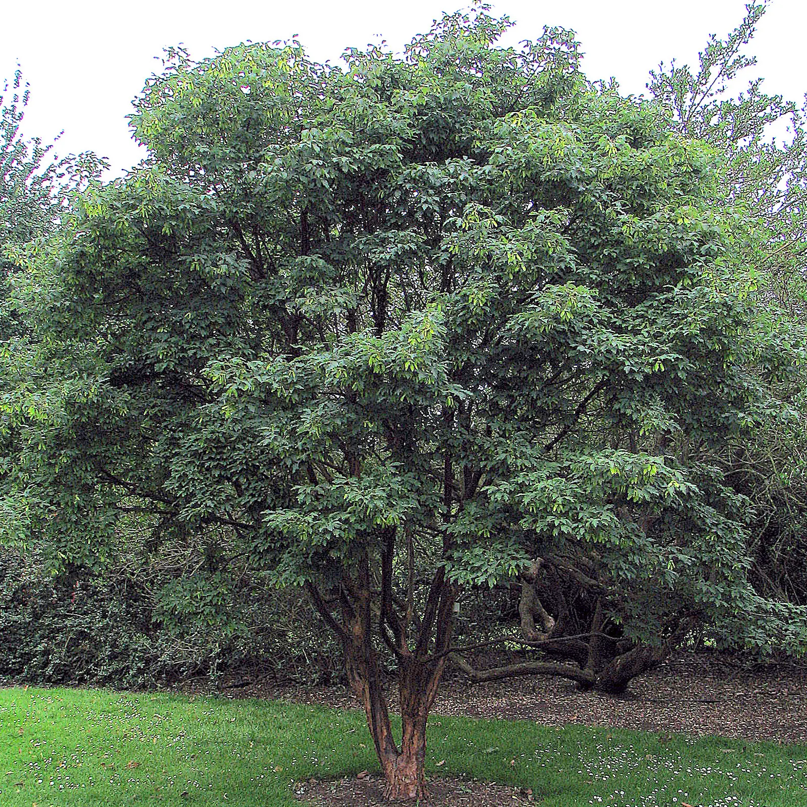 Paperbark Maple (Acer Griseum) — is a captivating deciduous tree that is treasured for its ornamental features