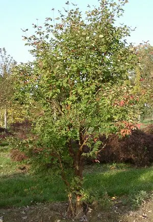 Paperbark Maple (Acer Griseum) — it is ideal for focal points in gardens, image 67
