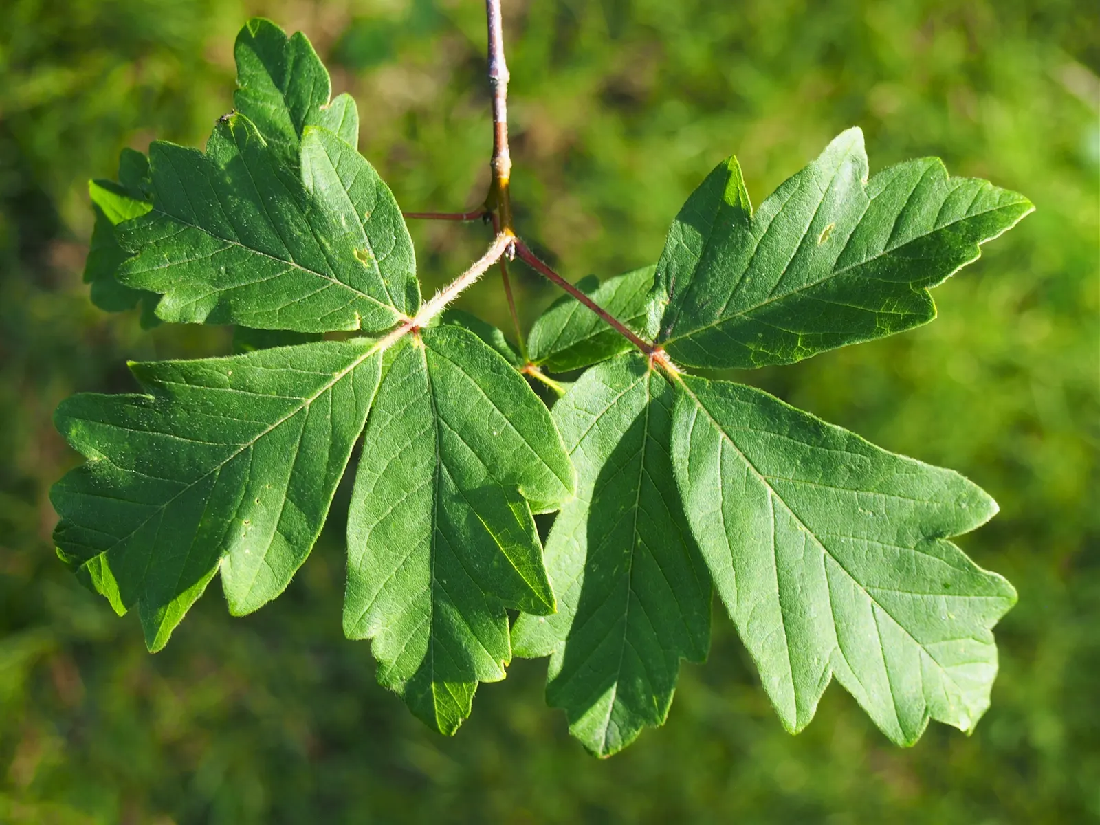 Paperbark Maple (Acer Griseum) — three-lobed green leaves that transition to stunning reds in fall; consider the Paperbark Maple as a specimen tree, image 66