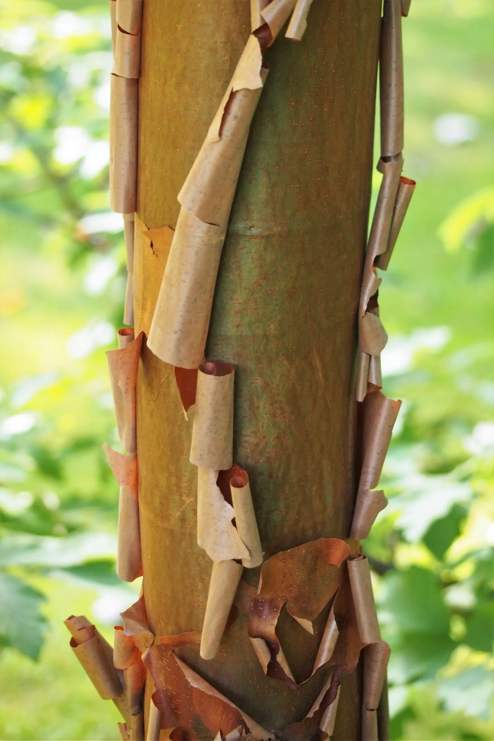 Paperbark Maple (Acer Griseum) — consider the Paperbark Maple as a specimen tree or accent within a mixed border