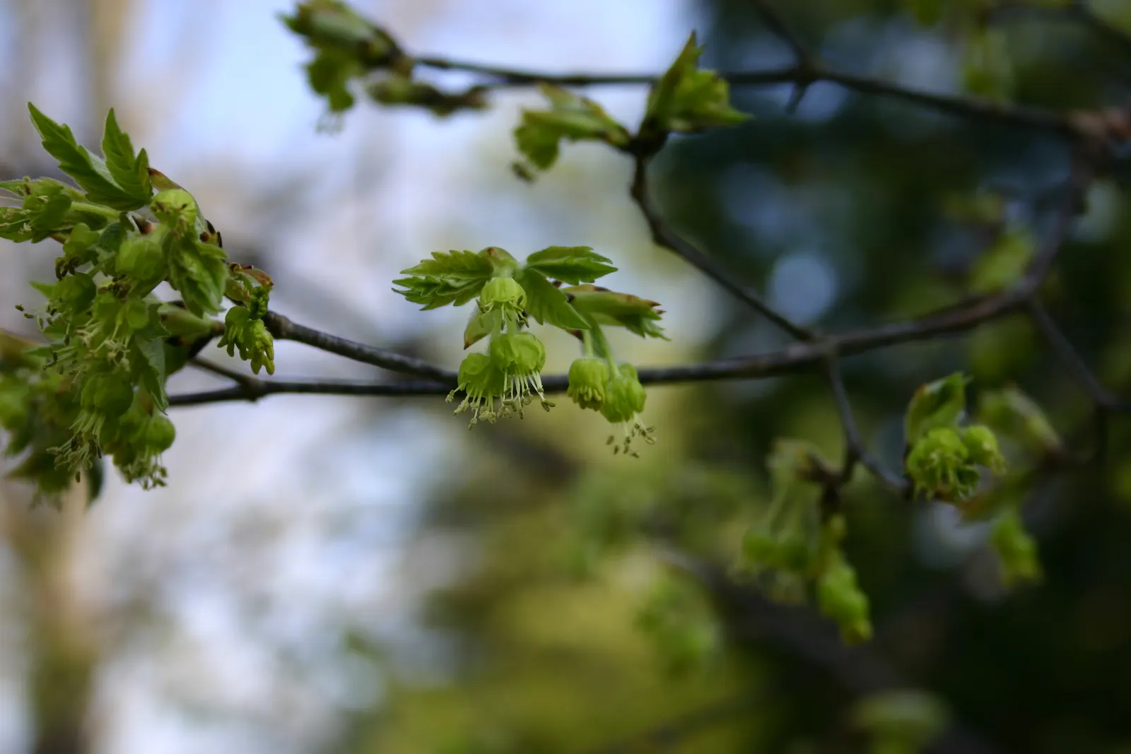 Paperbark Maple (Acer Griseum) — scientifically known as Acer griseum; it is ideal for focal points in gardens, image 70