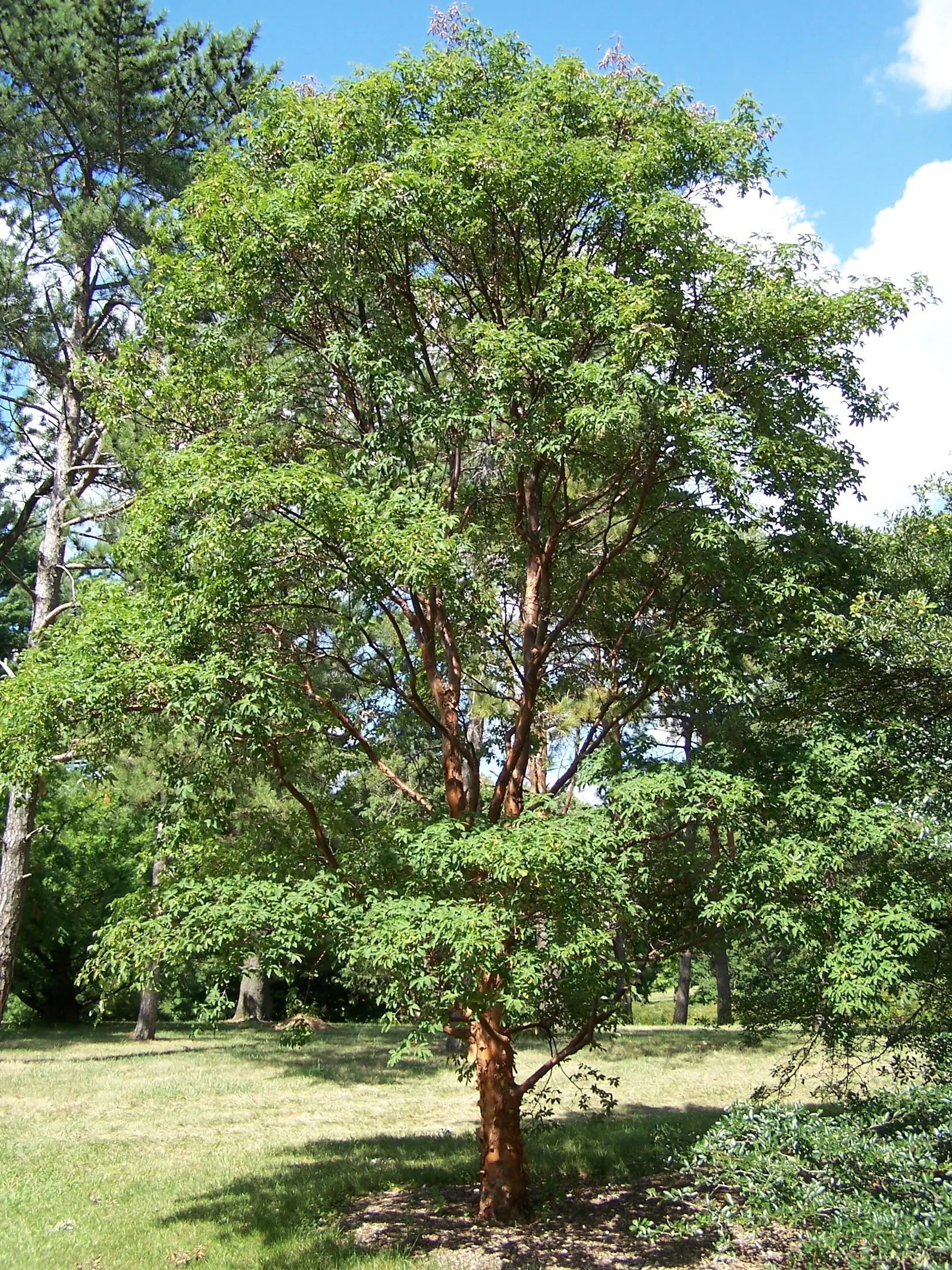 Paperbark Maple (Acer Griseum) — scientifically known as Acer griseum; it is ideal for focal points in gardens, image 49
