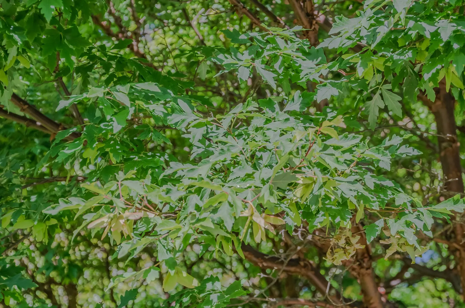 Paperbark Maple (Acer Griseum) — is a captivating deciduous tree that is treasured for its ornamental features; making it a focal point through all, image 50